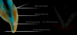 Color and Restorative Dentistry - Direct Composite Restorations